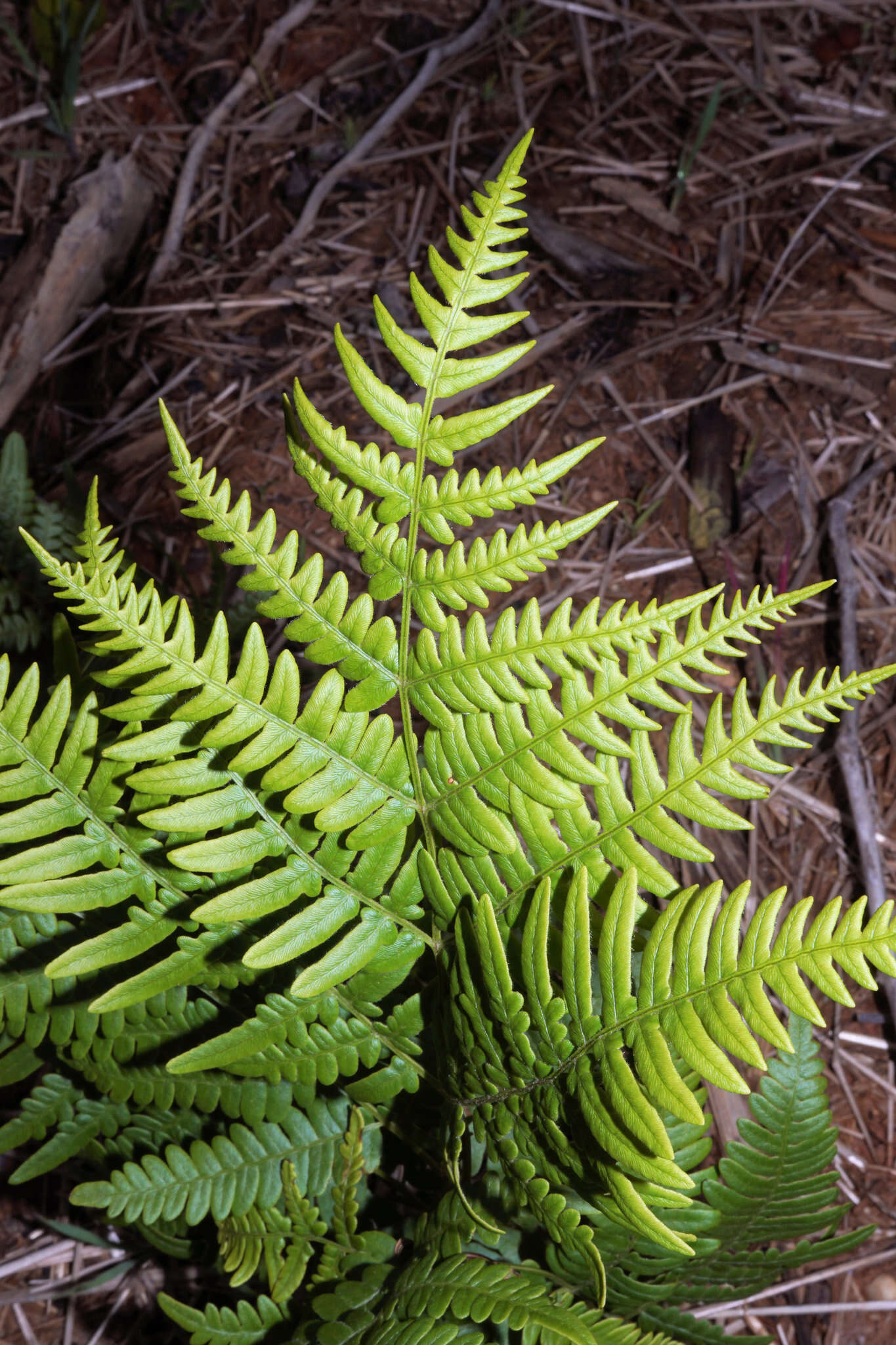 صورة Pteridium latiusculum (Desv.) Hieron. ex Fries