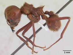 Image of Leaf-cutter ant