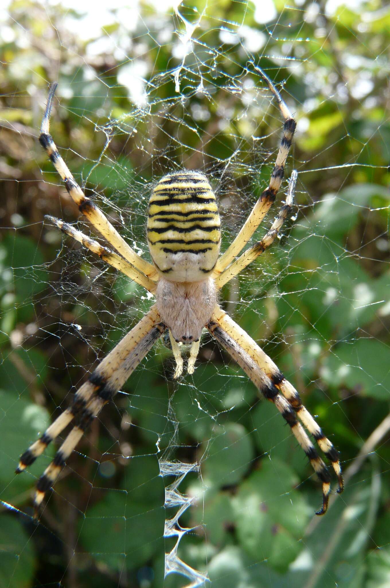 Image of Barbary Spider