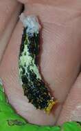 Image of Citrus swallowtail