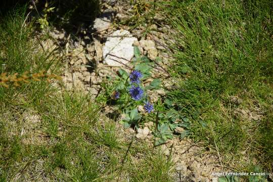 Jasione laevis subsp. carpetana (Boiss. & Reut.) Rivas Mart.的圖片