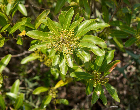 Image of Lithraea brasiliensis March.