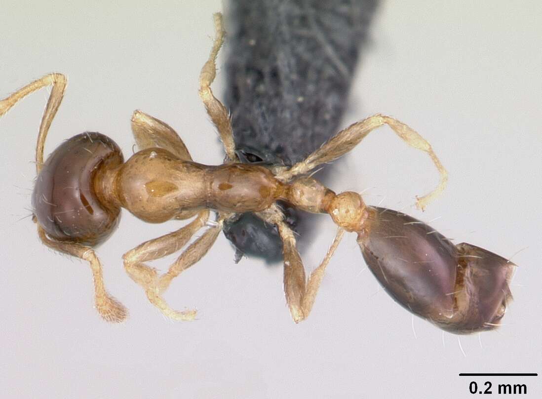 Monomorium floricola (Jerdon 1851) resmi