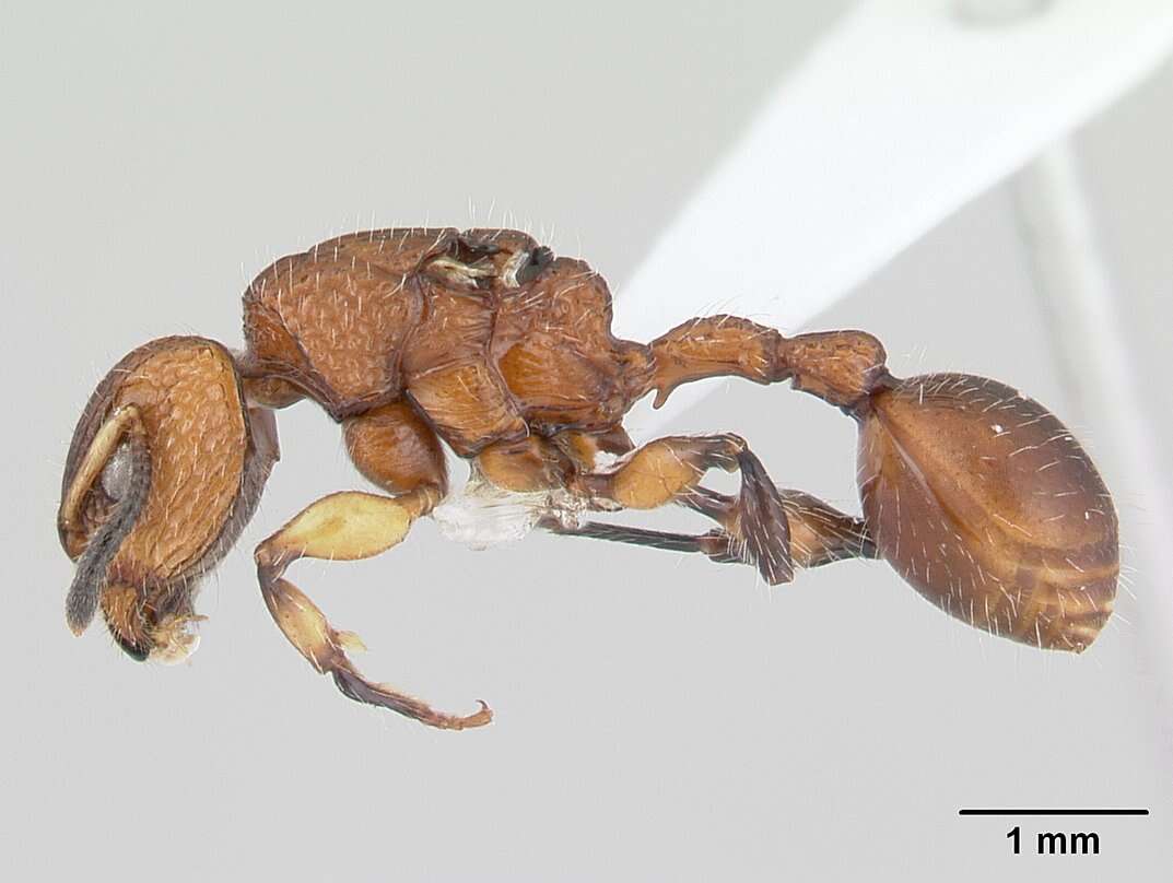 Image of Ant