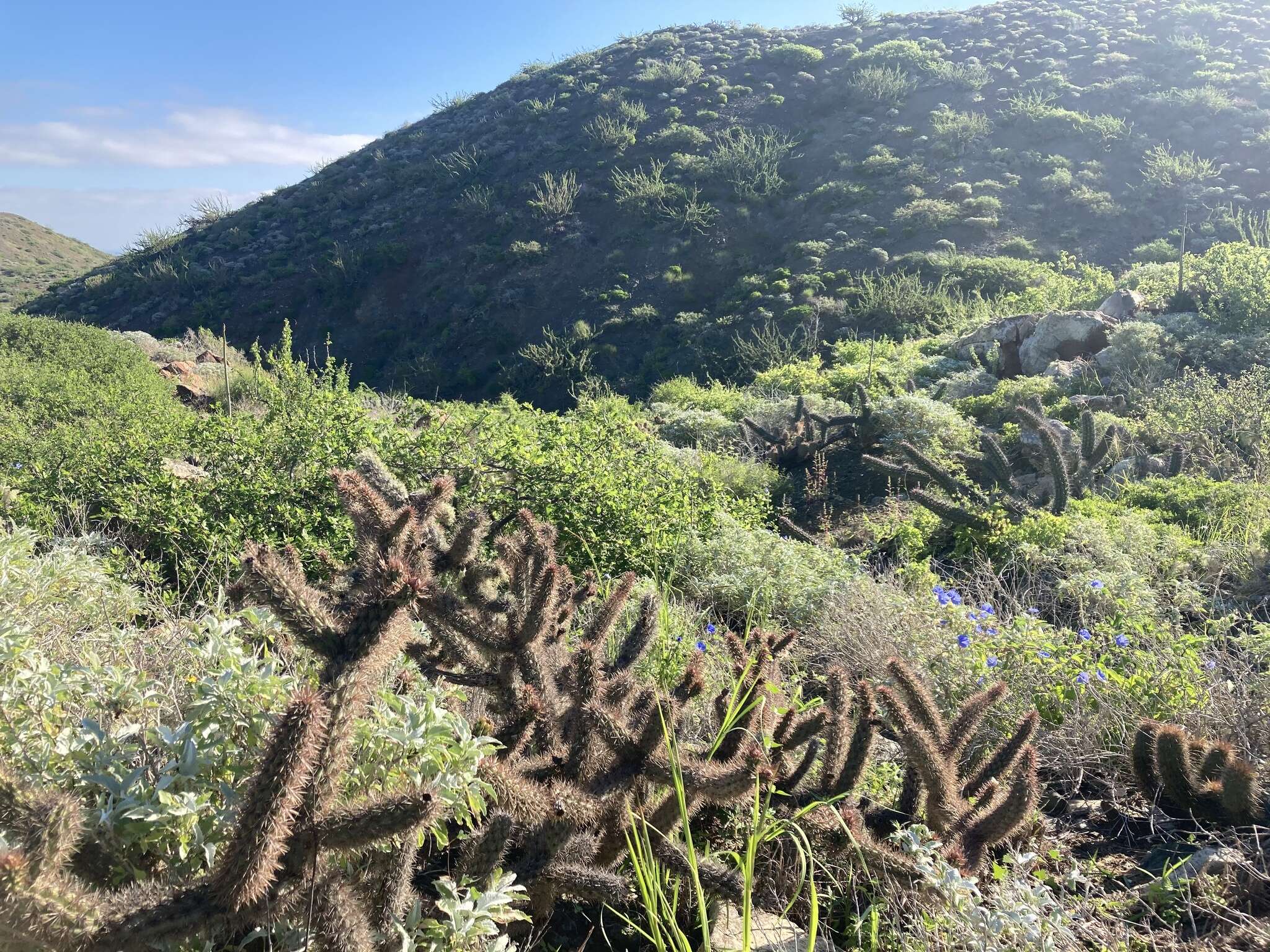 Imagem de Cylindropuntia santamaria (E. M. Baxter) Rebman