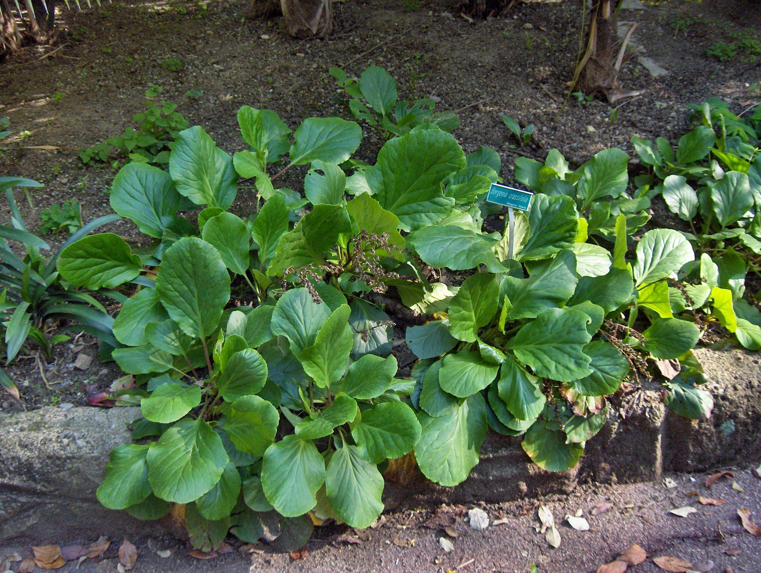 Image of Siberian-tea