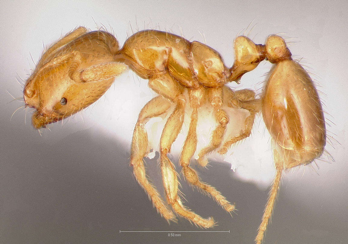 Image of Thief Ant