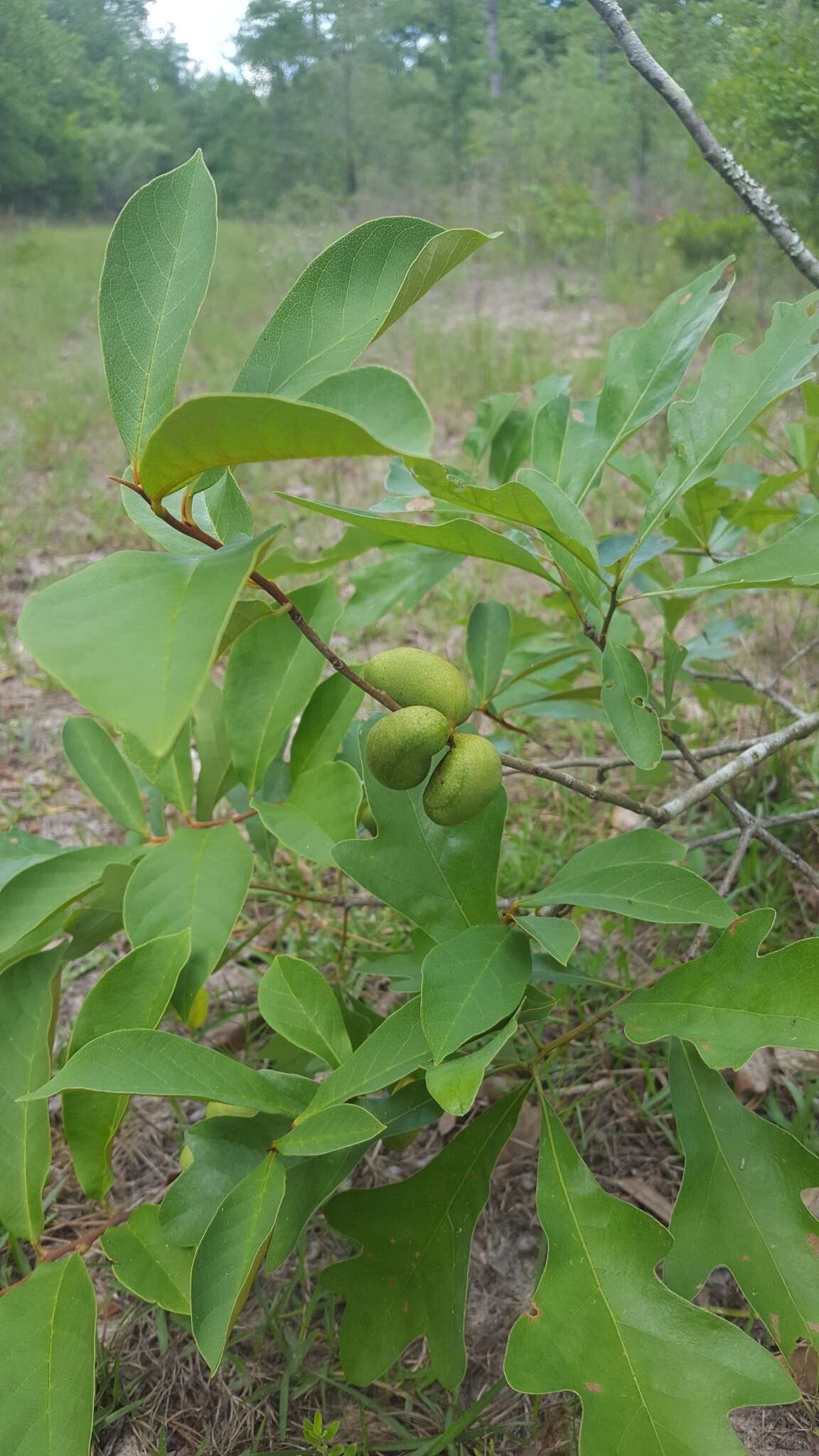 Image of Small-Flower Pawpaw