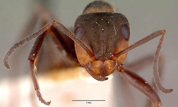 Image of Black-backed meadow ant