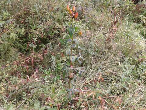 Image of Hypericum ascyron subsp. gebleri (Ledeb.) N. Robson