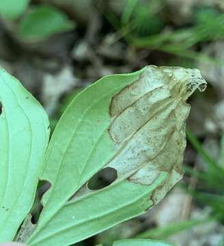 Image of Antispila freemani Lafontaine 1973