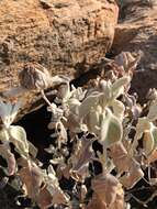 Imagem de Barleria albostellata C. B. Cl.