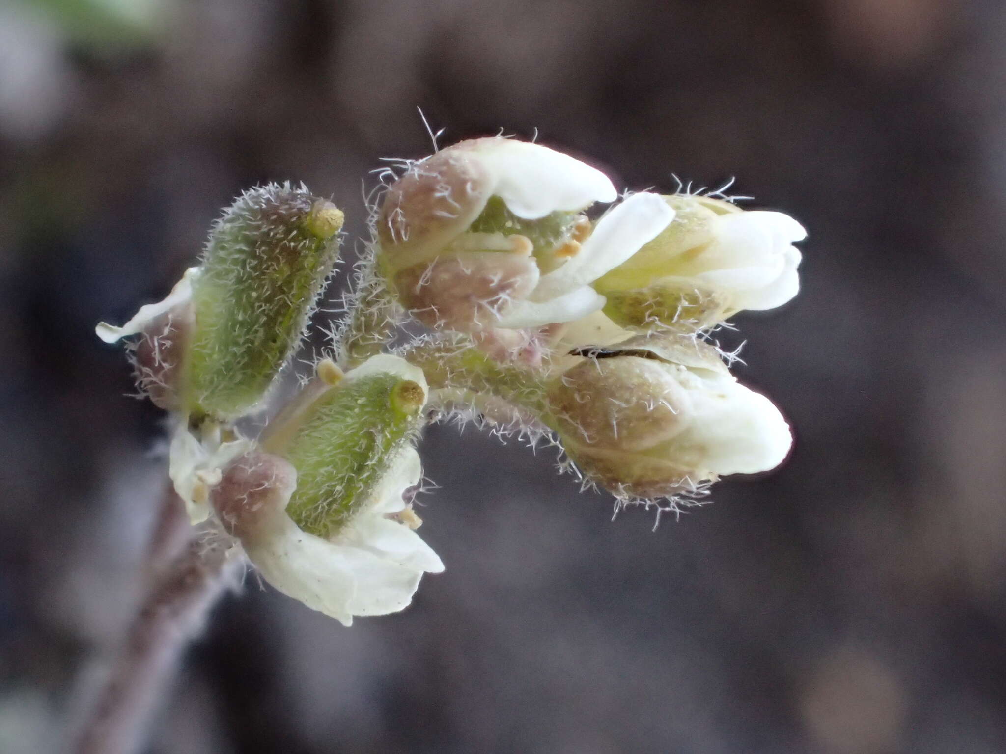 صورة Draba californica (Jeps.) Rollins & R. A. Price