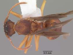 Image of Northern Fungus Farming Ant