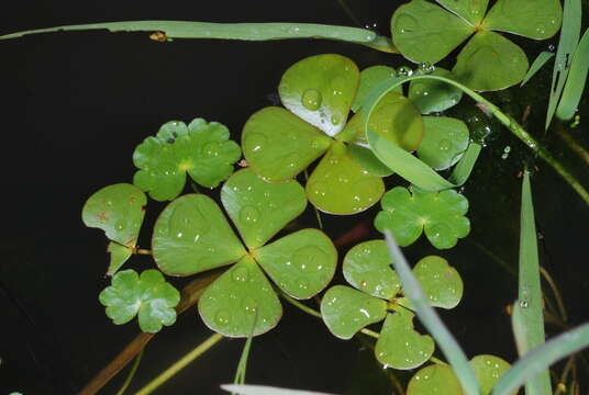 Imagem de Marsilea ancylopoda A. Br.