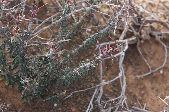 Image of Monsonia camdeboensis (Moffett) F. Albers