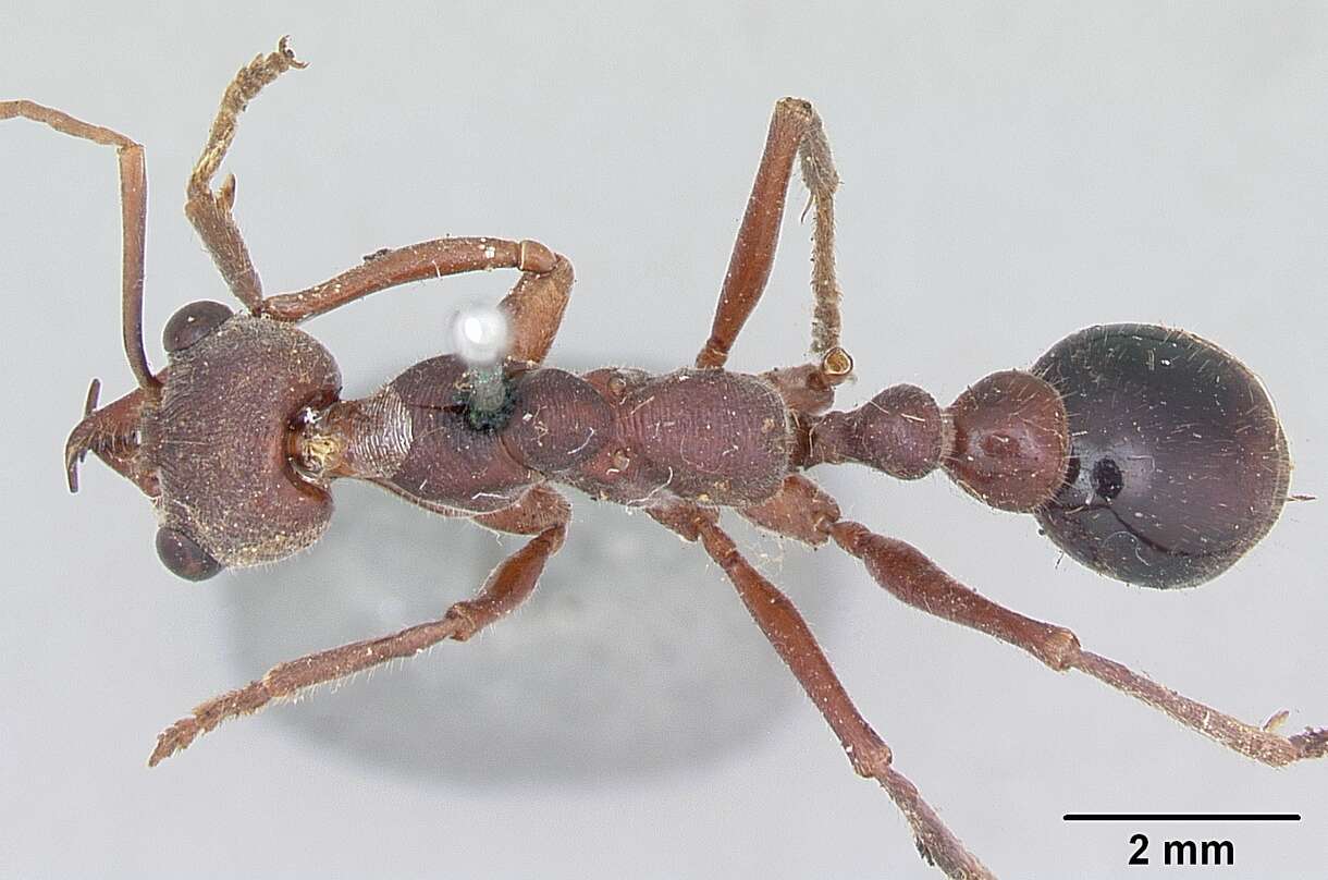 Image of Myrmecia gulosa (Fabricius 1775)