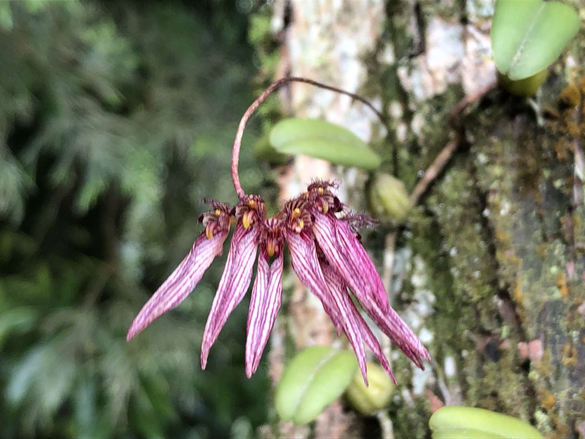 Image of Bulbophyllum melanoglossum Hayata