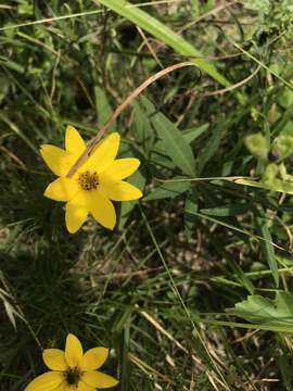 Image of whorled tickseed