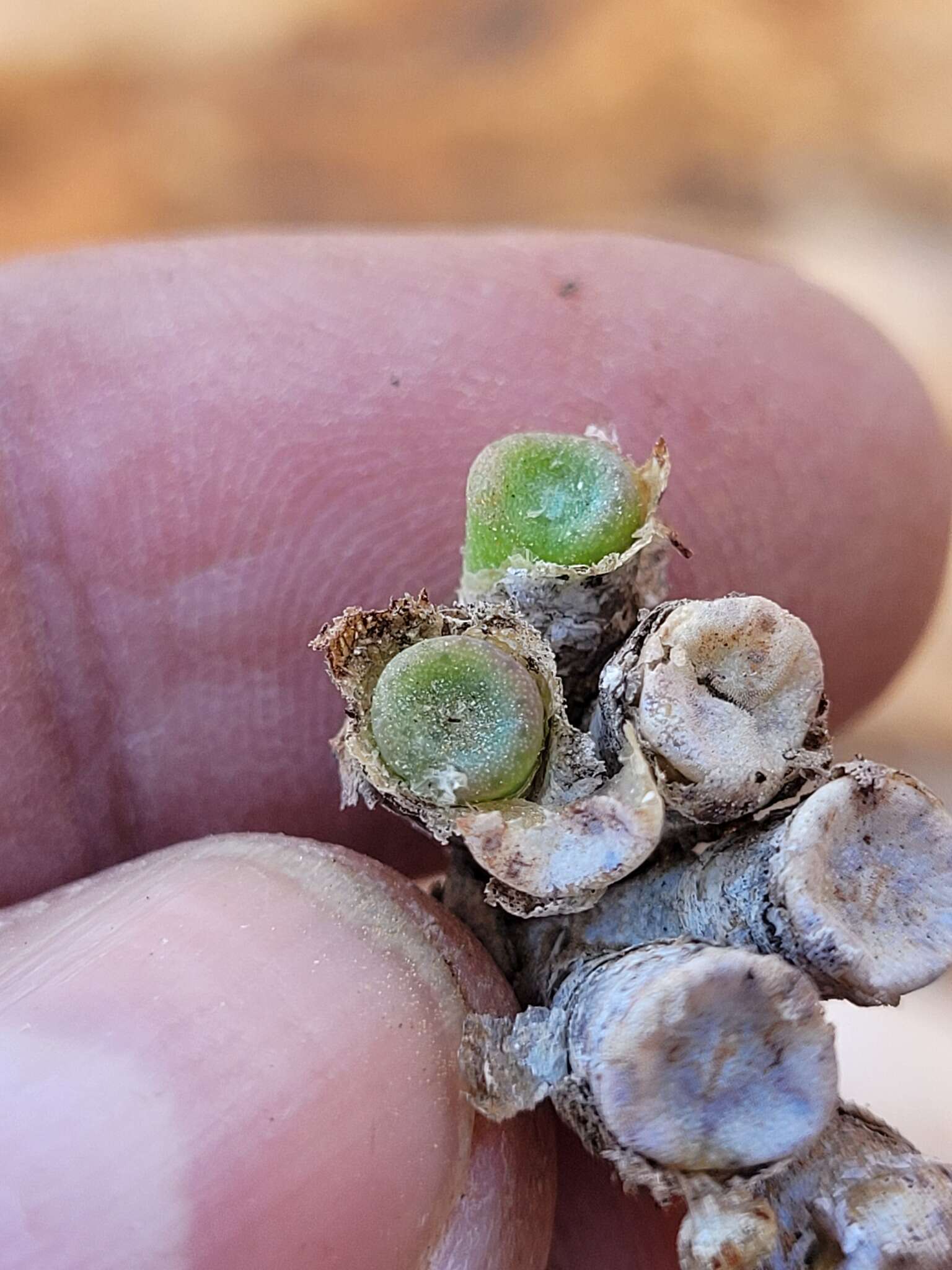 Image of Conophytum bolusiae Schwant.