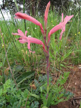 Слика од Watsonia spectabilis Schinz