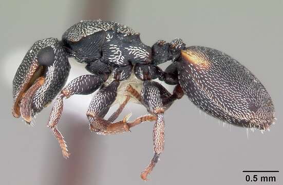 Cephalotes texanus (Santschi 1915) resmi