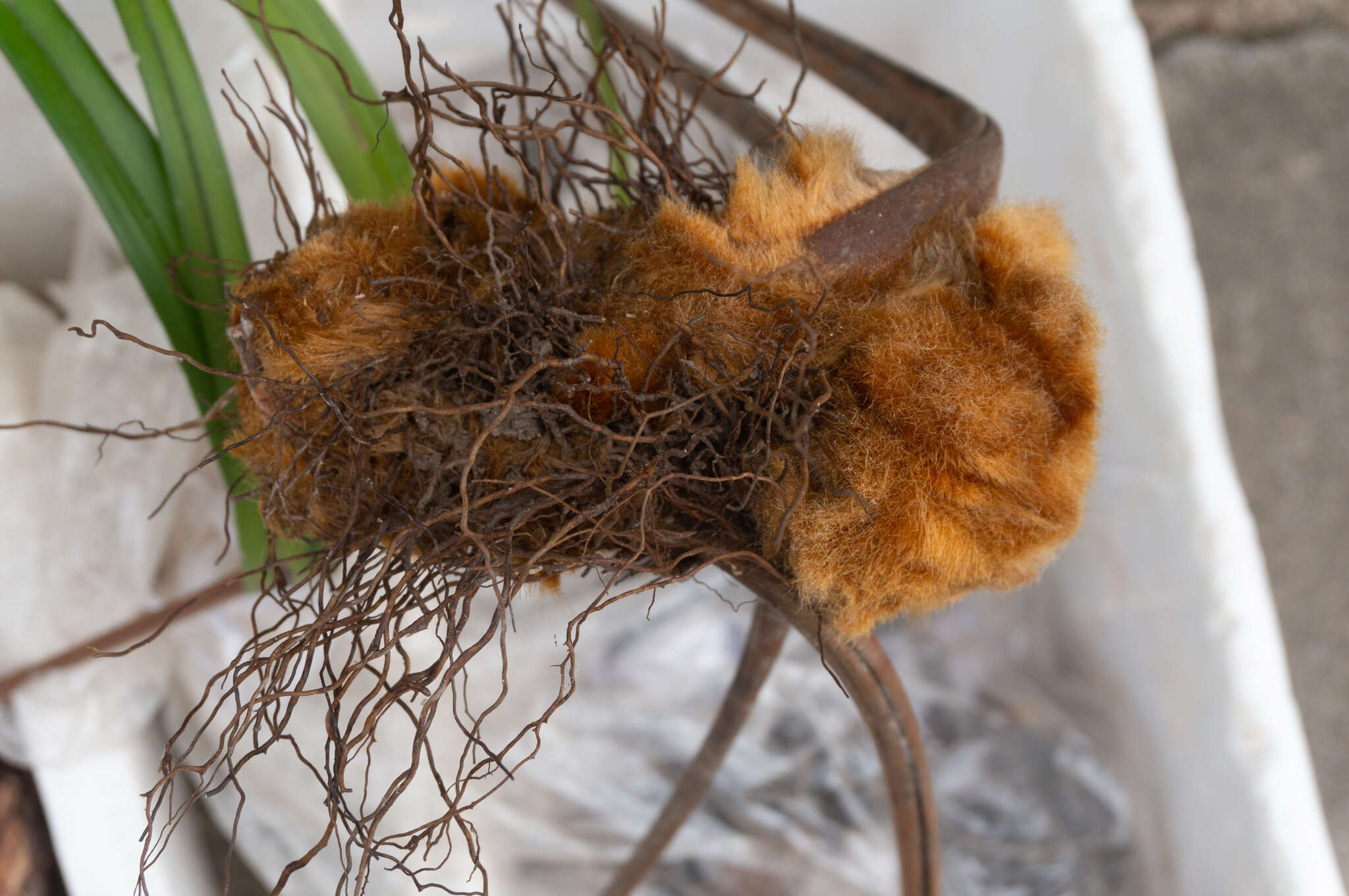 Image of Chain Fern Rhizome