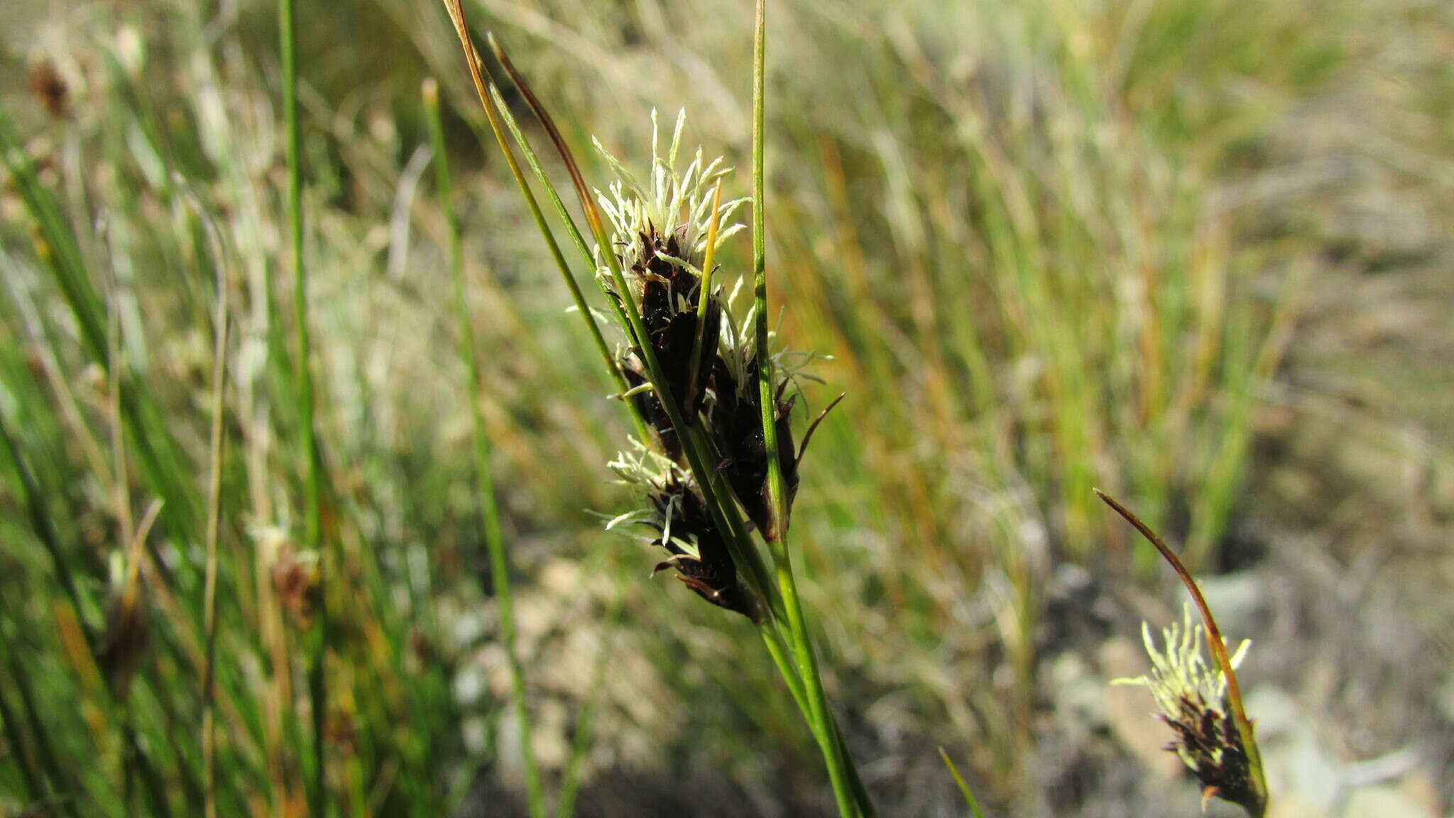 Image of Ficinia compasbergensis Drège ex Steud.