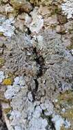 Image of melanelia lichen