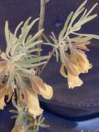 صورة Eremophila eriocalyx F. Muell.