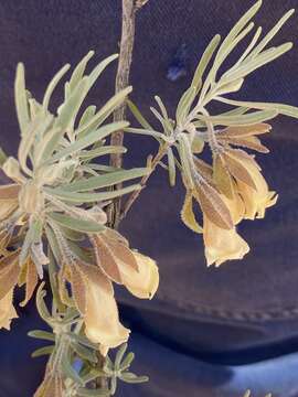 صورة Eremophila eriocalyx F. Muell.