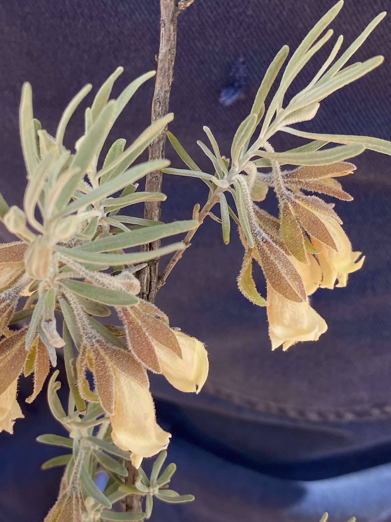 صورة Eremophila eriocalyx F. Muell.