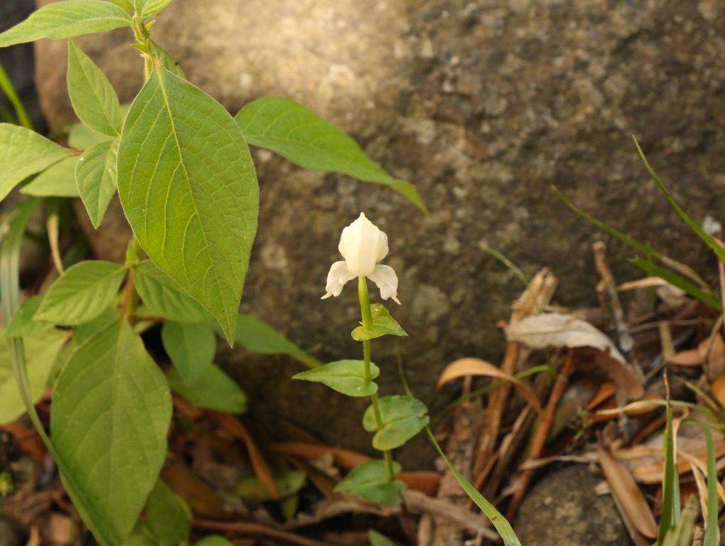 Image of Disperis fanniniae Harv.