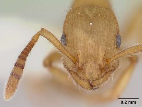 Image de Formicoxenus chamberlini Wheeler 1904