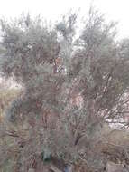 Image of Tamarix aucheriana (Decne.) Baum