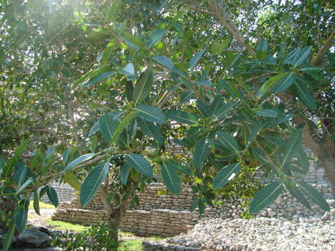 Ficus crocata (Miq.) Mart. ex Miq.的圖片