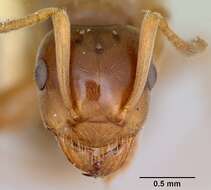 Image de Lasius pubescens