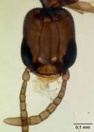 Image of Paraprionopelta