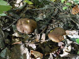 Image of Aureoboletus innixus (Frost) Halling, A. R. Bessette & Bessette 2015