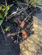 Image of Drosera nidiformis Debbert