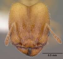 Pheidole bicarinata Mayr 1870 resmi