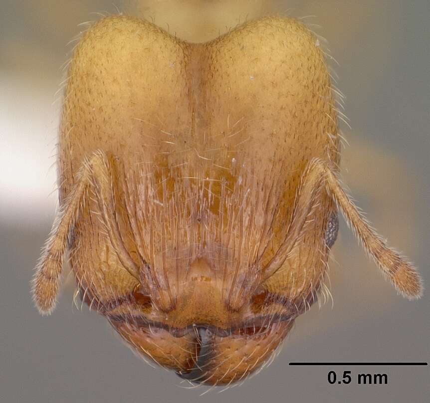 Pheidole bicarinata Mayr 1870 resmi