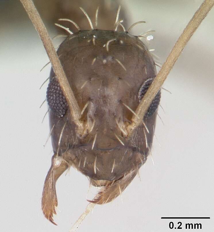 Image of Black Crazy Ant