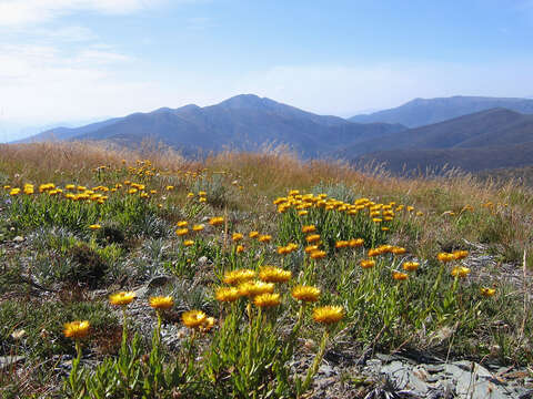 Image of Xerochrysum subundulatum