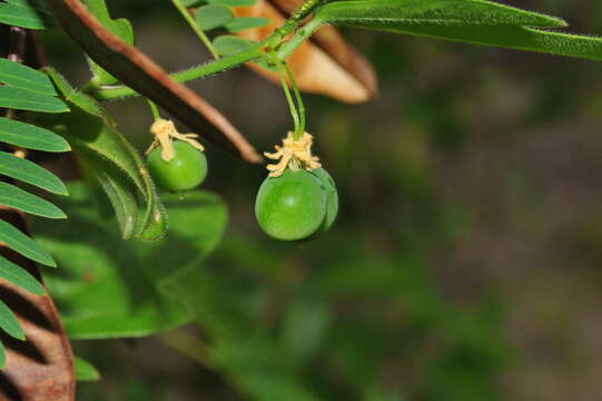 Imagem de Passiflora pallida L.