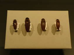 Image of fire beetles