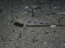 Image of Black Goby