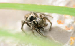 صورة Habronattus borealis (Banks 1895)