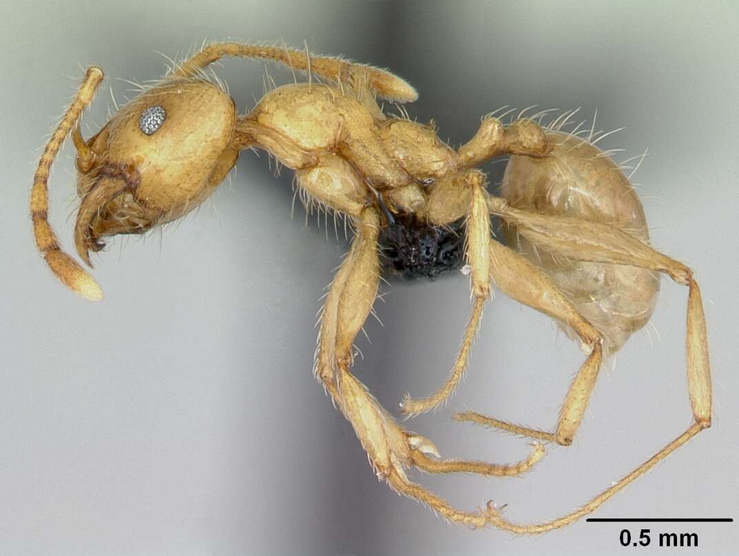 Image of Pheidole pallidula (Nylander 1849)