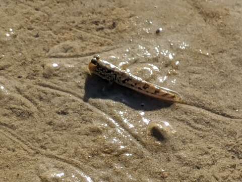 Image of Slender mudskipper